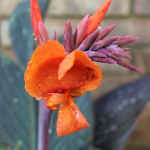 Meet your Posher, Evangeline